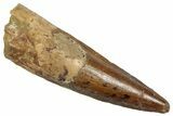 Fossil Spinosaurus Tooth - Real Dinosaur Tooth #331402-1